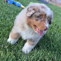 Jack - Red merle male Miniature American Shepherd puppy in Albuquerque, New Mexico from Enchanted Mesa Miniature American Shepherds