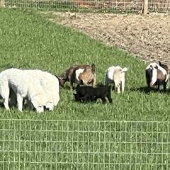 Maremma Sheepdogs from Old Orchard Maremmas
