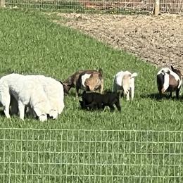Maremma Sheepdogs from Old Orchard Maremmas