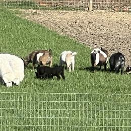 Maremma Sheepdogs from Old Orchard Maremmas
