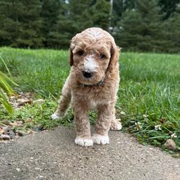 Dark Green - Boy - Red  male Goldendoodle puppy in Kent City, Michigan from Hannah Mae Doodles