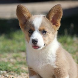American Corgi and French Bulldog Puppies from Moonstone Corgis & Frenchies