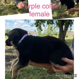 German Shepherd Puppies from Das Müller Hund Haus