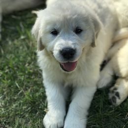 Golden Retriever Puppies from Big Rock Goldens