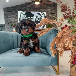 G R E E N- teddy bear - Tri-color male Yorkipoo puppy in Pleasant View, Utah from Anchor Dogs