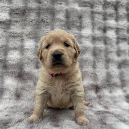Ribs Girl - Golden female Golden Retriever puppy in Knoxville, Tennessee from Jack and Ginger’s Goldens