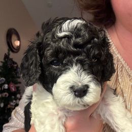 Nick (Orange collar boy) - Black and white male Cavapoo puppy in Eagle Mountain, Utah from Liberty Farms Puppies