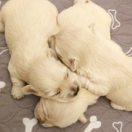 Boy 2 - male West Highland White Terrier puppy in Spokane, Washington from Pleasant Prairie Farms