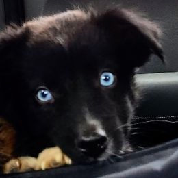 Miniature Australian Shepherds from Wing and a Prayer