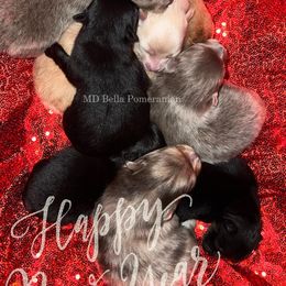 Pomeranian Puppies from MD Bella Pomeranian