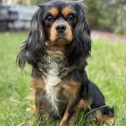 Bernese Mountain Dog and Cavalier King Charles Spaniel All Grown Up from Kiss A Doodlez