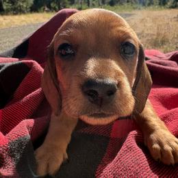 Stubz - Red male Dachshund puppy in Brownsville, California from Pine & Pasture Dachshunds
