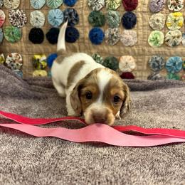 Umi - Piebald female Dachshund puppy in Hensley, Arkansas from The Dachshund Barn