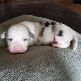 Boy 3 - Blue merle and white male Cardigan Welsh Corgi puppy in Myton, Utah from Cardigan Corgi Cuties 💓