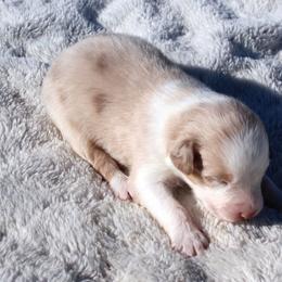 Shem - Red merle male Australian Shepherd puppy in Falcon, Missouri from www.maubachranch.com