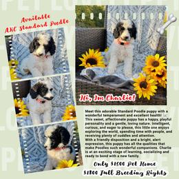 Charlie - Parti male Poodle puppy in Detroit, Michigan from QaeQaePups LLC
