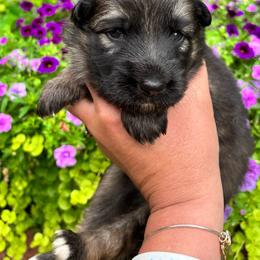 Dark male sable - Sable male German Shepherd puppy in Lordstown, Ohio from Jewels German Shepherd