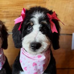 Bernedoodles from Southern Magnolia Bernedoodles