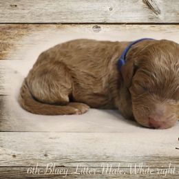 Poodle Puppies from Red Barn Moyen Poodles