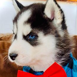 Mono - Black and white male Siberian Husky puppy in Atlanta, Georgia from Lobban Huskies
