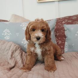 Toffee - Apricot female Goldendoodle puppy in Atlanta, Georgia from Cedarcrest Goldendoodles