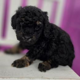 Peter - Phantom male Goldendoodle puppy in Decatur, Tennessee from Diamond's Doodles