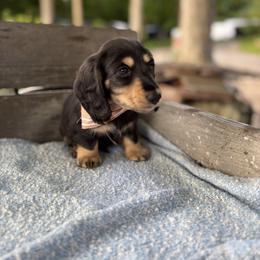 Boy 1 - Black and tan male Dachshund puppy in Gouverneur, New York from Dack Dachshunds