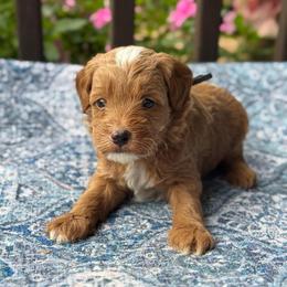 Cilantro - Red  male Goldendoodle puppy in Wharton, Texas from Little Fur Friends
