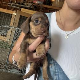 Girl 3 - Chocolate and tan female Dachshund puppy in Ponce De Leon, Florida from Brittany's Dachshunds