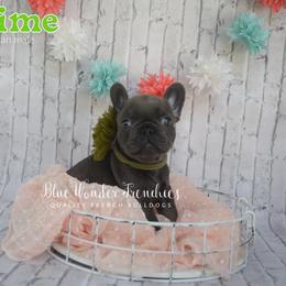 Key Lime - Tricolors male French Bulldog puppy in Loxahatchee, Florida from Blue Wonder Frenchies