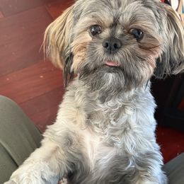 Shih Tzu Puppies from Purely Shih Tzu