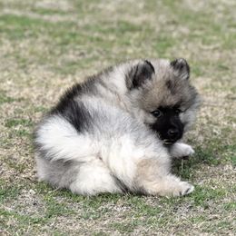 Keeshond Puppies from Anna Boehringer