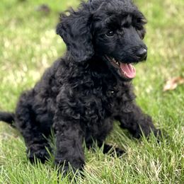 Poodle Puppies from Moonrise Poodles