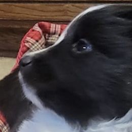 Shetland Sheepdogs from Crooked Creek Shelties