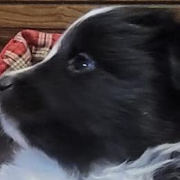 Shetland Sheepdogs from Crooked Creek Shelties