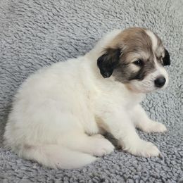 Koda - heavily badgered - White and badger male Great Pyrenees puppy in Monmouth, Maine from Flewelling Great Pyrenees