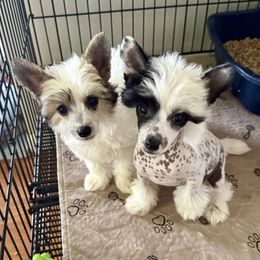 Chinese Crested and Miniature American Shepherd Puppies from Carousel Kennel