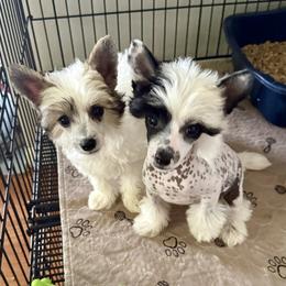 Chinese Crested and Miniature American Shepherd Puppies from Carousel Kennel