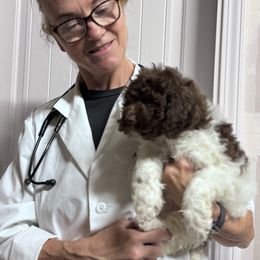 Lola - Brown female Lagotto Romagnolo puppy in Chico, California from Anna’s Lagottos