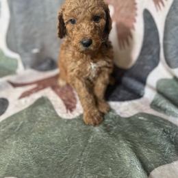 Captain - Red  male Goldendoodle puppy in Inez, Texas from Heavenly H Doodles