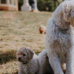 Assorted Doodle Crosses and Goldendoodles from Sugardoodles Goldendoodles