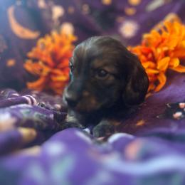 Avery - Black and cream male Dachshund puppy in Proctor, Montana from Blue Star Dachshunds