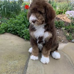 Bernedoodle Puppies from White Oak