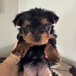 Puppy 4 - Reba-light green tie - Black and tan female Yorkshire Terrier puppy in Rathdrum, Idaho from CDA Heavenly Yorkies