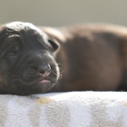 Isaiah - Sable male German Shepherd puppy in Canton, Texas from WILDWOOD GERMAN SHEPHERDS