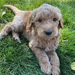 Labradoodles from Rocking P Doodles