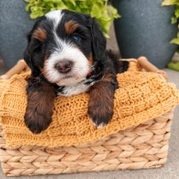 Baxter - Tri-color male Bernedoodle puppy in Weston, Idaho from Berne n Doodles