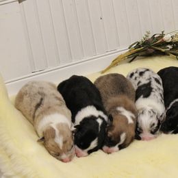 American Corgi and Pembroke Welsh Corgi Puppies from Abundant Joy Corgis