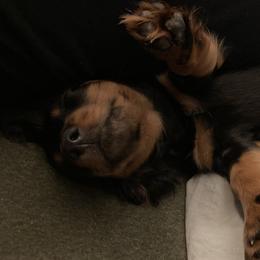 Willow - Dachshund