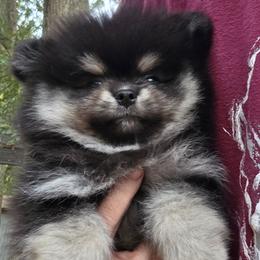 Black n tan 3 Big Boy - Black and tan male Pomeranian puppy in Carrollton, Georgia from B AND R'S POMERANIAN'S